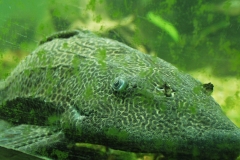 2000-09-03 Kew Gardens