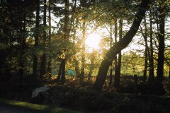 20010512-img_0372-mgf-new-forest