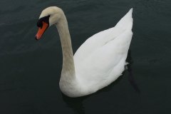 Sailing with Gibbsey