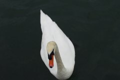 Sailing with Gibbsey