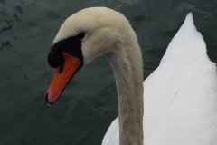 Sailing with Gibbsey