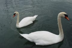 Sailing with Gibbsey