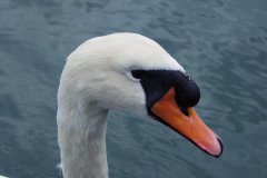 Sailing with Gibbsey