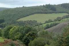 Clynwalis
