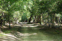 New Forest