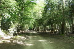 New Forest
