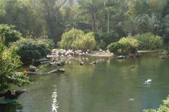 Flamingoes in Hong Kong