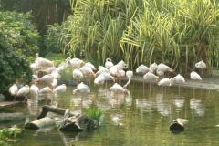 Flamingoes in Hong Kong