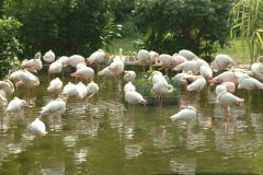 Flamingoes in Hong Kong