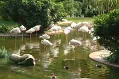 Flamingoes in Hong Kong