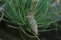 20040704-dscf1264-new-forest