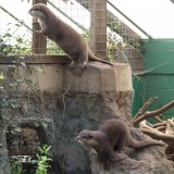 2008-03-01 Otter Sanctuary