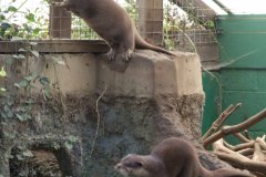 2008-03-01 Otter Sanctuary
