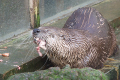 20080301-dscf4192-otter-sanctuary-trip