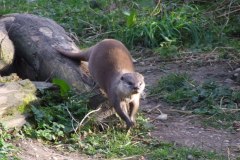 20080301-dscf4256-otter-sanctuary-trip