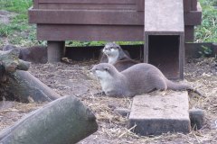 20080301-dscf4283-otter-sanctuary-trip