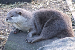 20080301-dscf4305-otter-sanctuary-trip