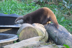 20080301-dscf4385-otter-sanctuary-trip