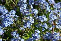 20080428-imgp0920-garden