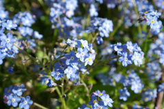 20080428-imgp0922-garden