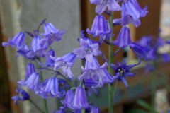 20080428-imgp0995-garden