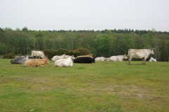 2008-05-05 New Forest