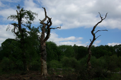 20080518-imgp6193-southampton-common