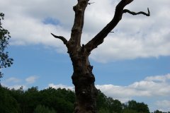 20080518-imgp6198-southampton-common