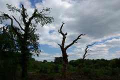 20080518-imgp6203-southampton-common