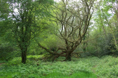 20080518-imgp6216-southampton-common