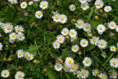 20080518-imgp6221-southampton-common