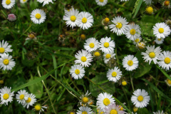 20080518-imgp6222-southampton-common