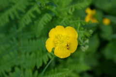 20080518-imgp6226-southampton-common