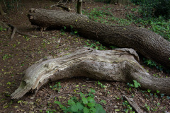 20080518-imgp6232-southampton-common