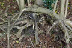 20080518-imgp6234-southampton-common