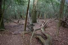 20080518-imgp6243-southampton-common