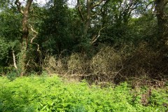 20080518-imgp6248-southampton-common