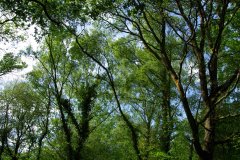 20080518-imgp6250-southampton-common