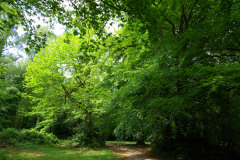 20080518-imgp6256-southampton-common