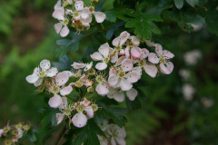 20080518-imgp6298-southampton-common