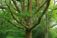 20080518-imgp6299-southampton-common