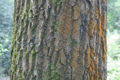 20080518-imgp6305-southampton-common