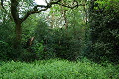 20080518-imgp6308-southampton-common