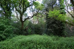 20080518-imgp6309-southampton-common