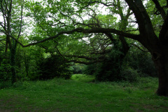 20080518-imgp6313-southampton-common