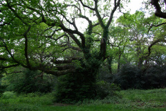 20080518-imgp6315-southampton-common