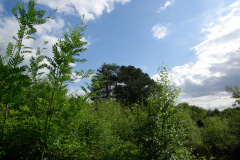 20080518-imgp6341-southampton-common