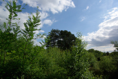 20080518-imgp6346-southampton-common