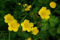 20080518-imgp6349-southampton-common