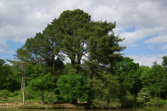 20080518-imgp6357-southampton-common